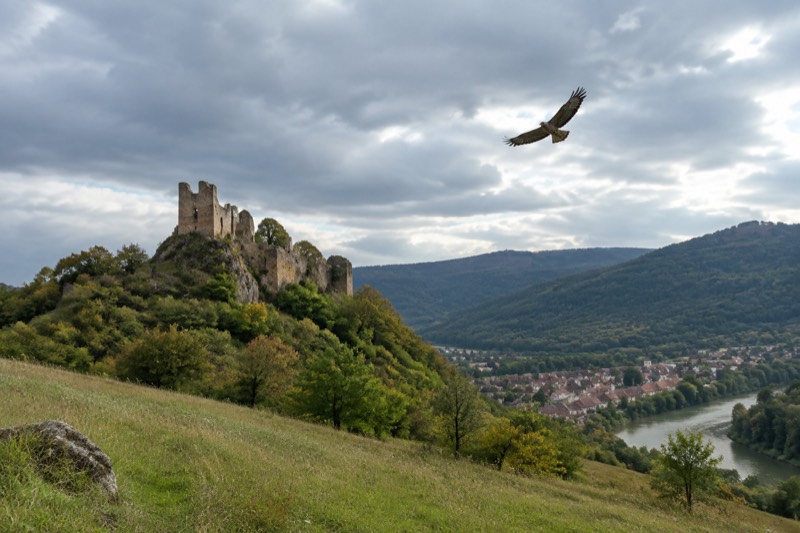 A ruined hilltop castle above forest at Kintzheim in Alsace with a large bird of prey soaring overhead