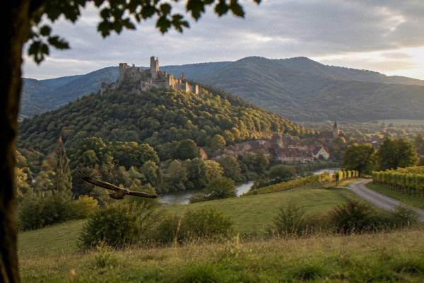 Vineyard Beads, 10 Hours 30, Alsace
