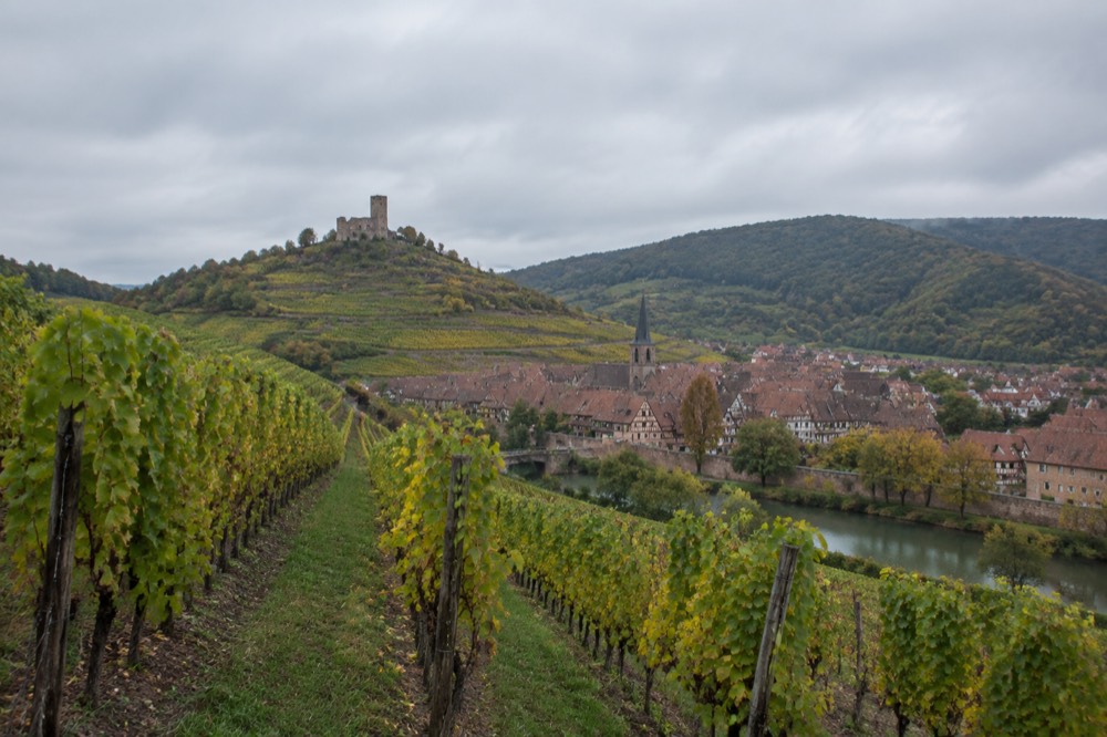 A hilltop castle above Alsatian vineyards and a walled village in the valley below