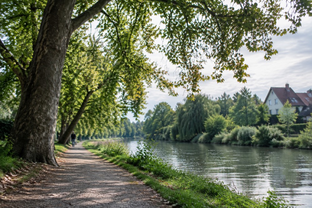 Riverside path beside the Ill with trees overhanging the water in Robertsau, Strasbourg