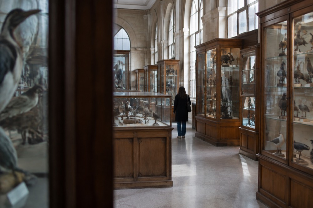 Gallery hall of a natural history museum with tall wooden display cabinets of preserved birds and glass cases along both walls.