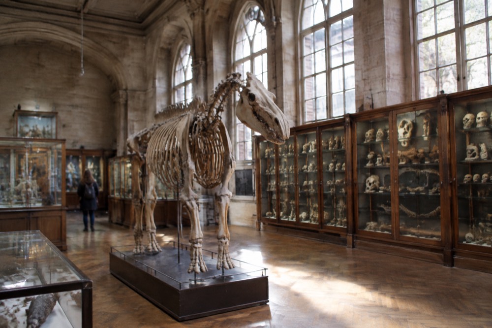 Museum gallery with a large animal skeleton mounted on a stand in the centre of the room and specimen cases along the wall.