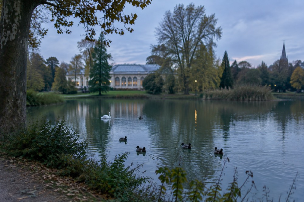 Lake in a city park with waterfowl on the water and trees along the bank