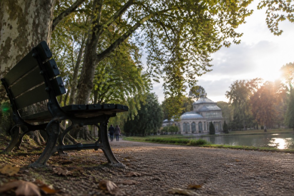 Park bench under large trees beside a gravel path in soft light