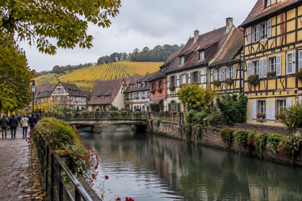 Autumn vineyards on a hillside near Colmar with rows of vines turning yellow