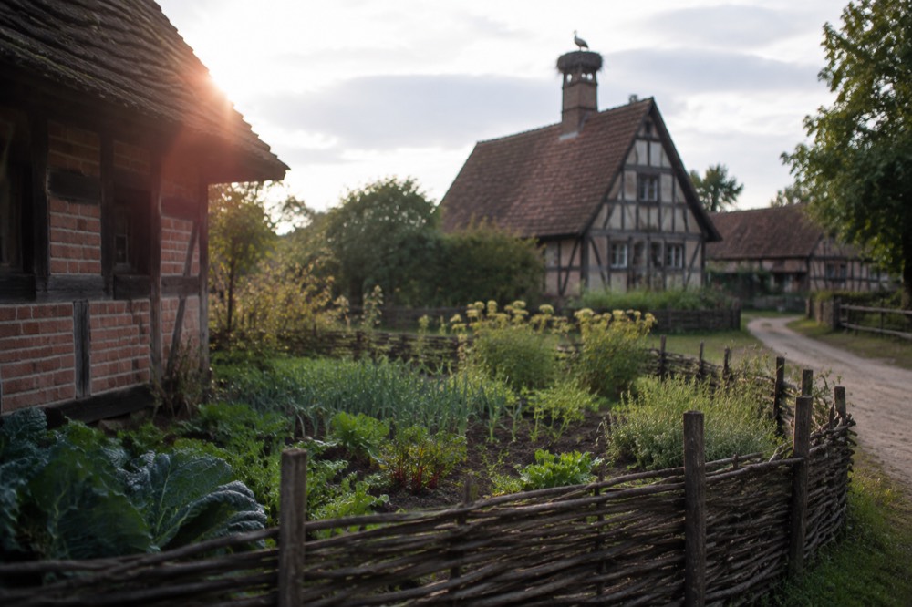 A kitchen garden with rows of vegetables and herbs enclosed by a low woven fence
