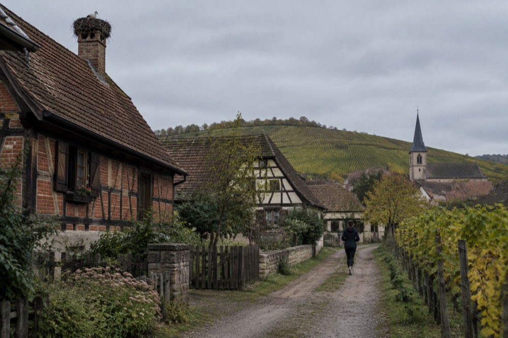 A vineyard slope with rows of vines above a small Alsatian village with a church spire