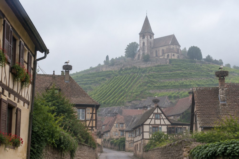 Vineyard rows on a hillside above a small village of half-timbered houses