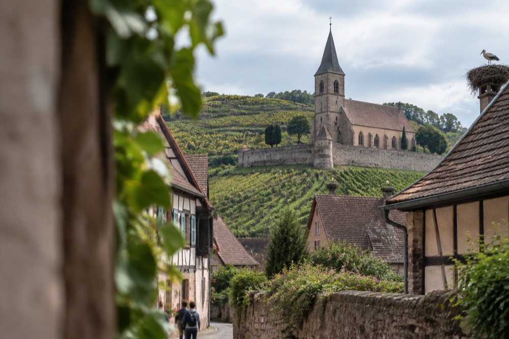 A stone church with a defensive wall standing among rows of vines on a slope