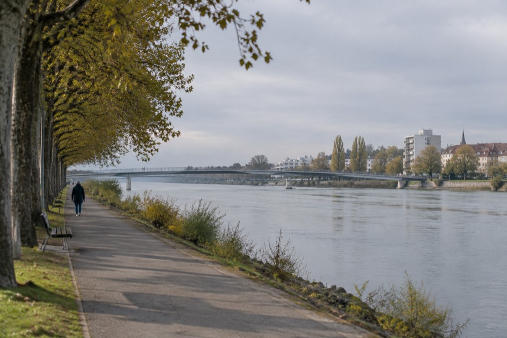 Riverside path on the German side of the Rhine with trees along the bank