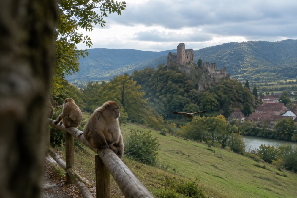 Barbary macaques resting on a wooden railing beside a forest path