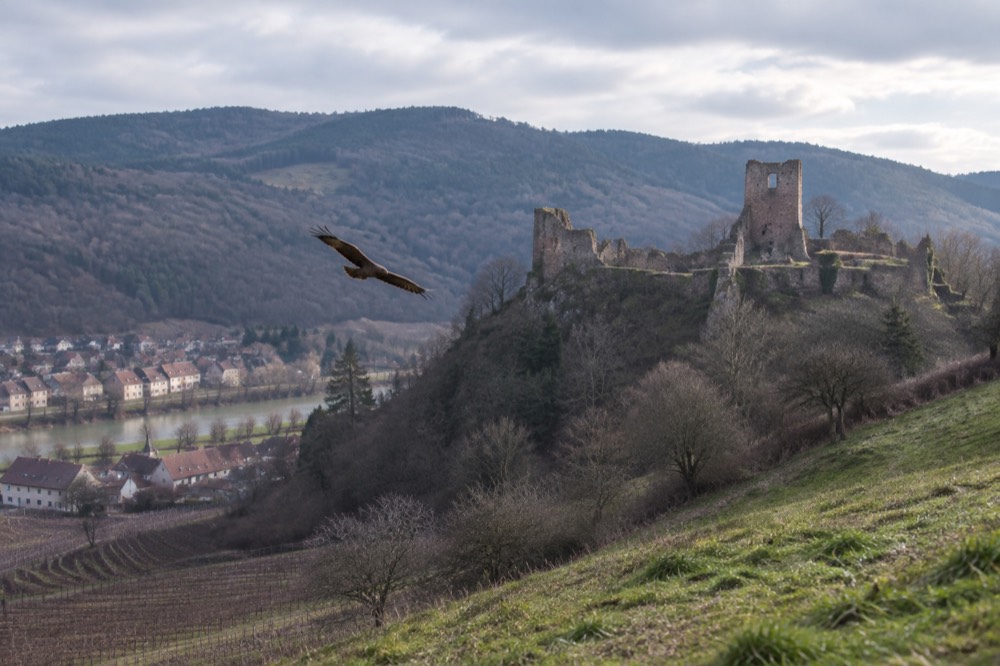 A large bird of prey gliding low over a stone castle ruin above vineyards