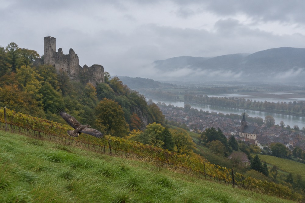 Vineyard rows on a hillside with morning mist over the Alsace plain