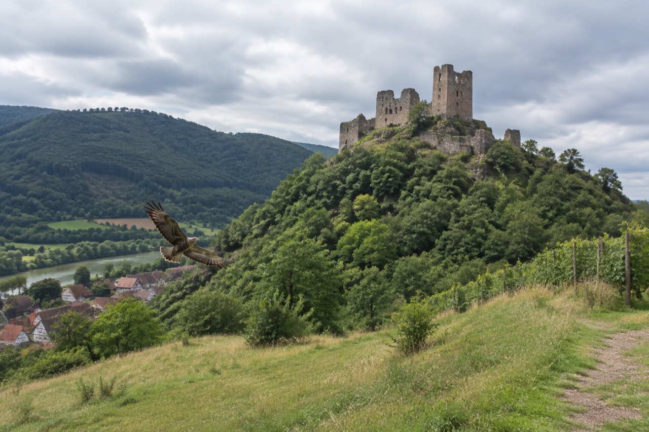A forested hillside path in the Alsace vine country with half-timbered rooftops in the valley below