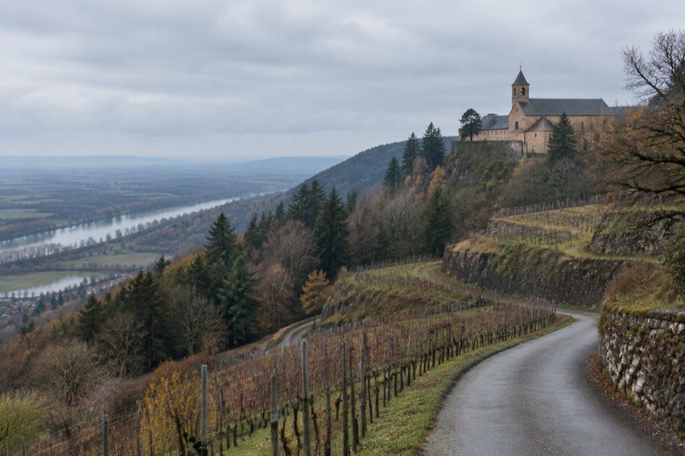 A narrow road curving through terraced vineyards on the lower slopes of the Vosges with forested hills behind
