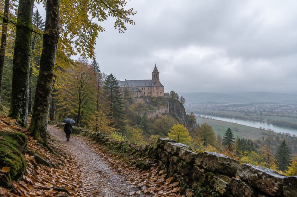 A forest path of pale fallen leaves winding between tall beech trees on a mountain slope