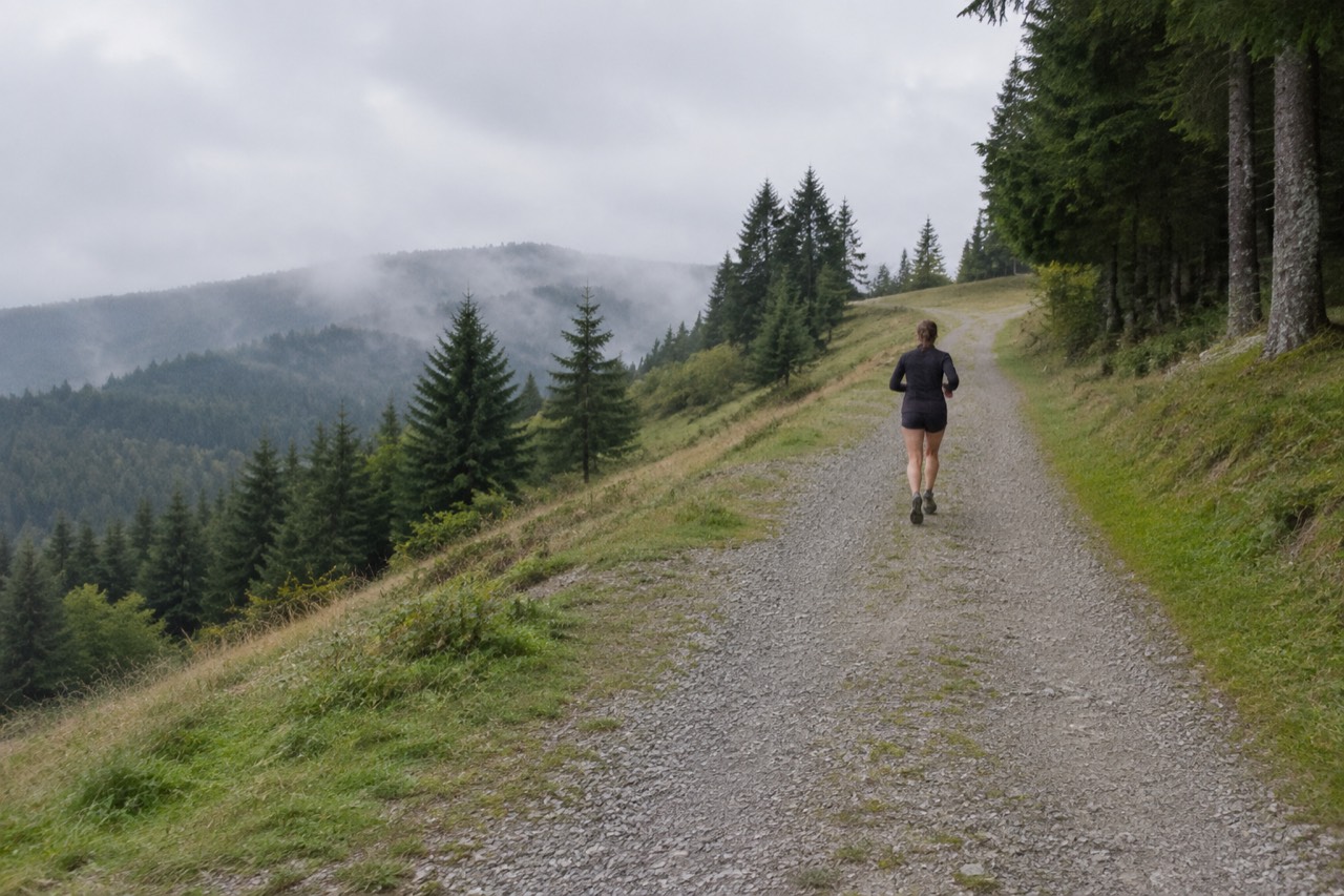 A quiet mountain road climbing through pine forest toward a hilltop clearing