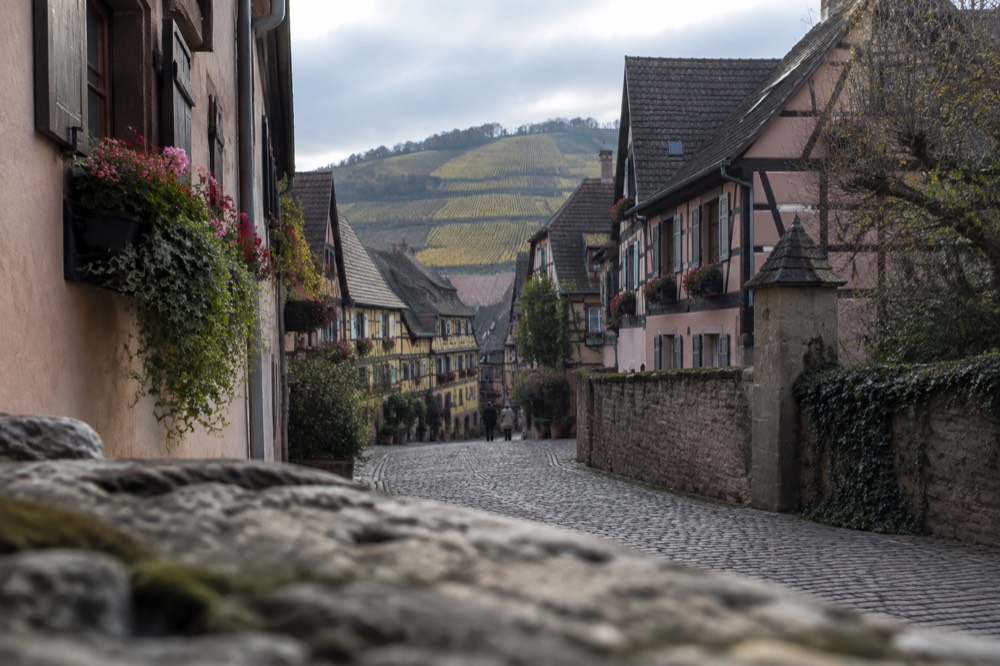 Vineyard rows on the hillsides above a walled Alsatian wine village