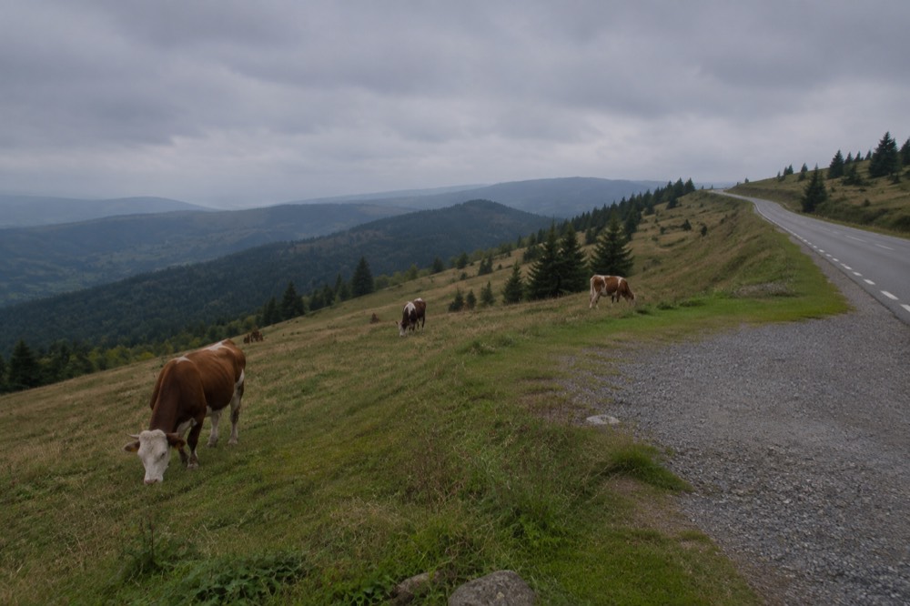 Cattle grazing on an open high meadow with a gravel pull-off beside the road
