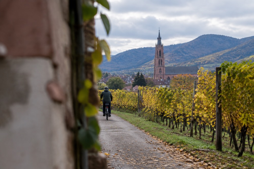 A cyclist on a vineyard lane near Sélestat, with rows of vines on both sides and the Vosges hills rising in the distance under a soft autumn light