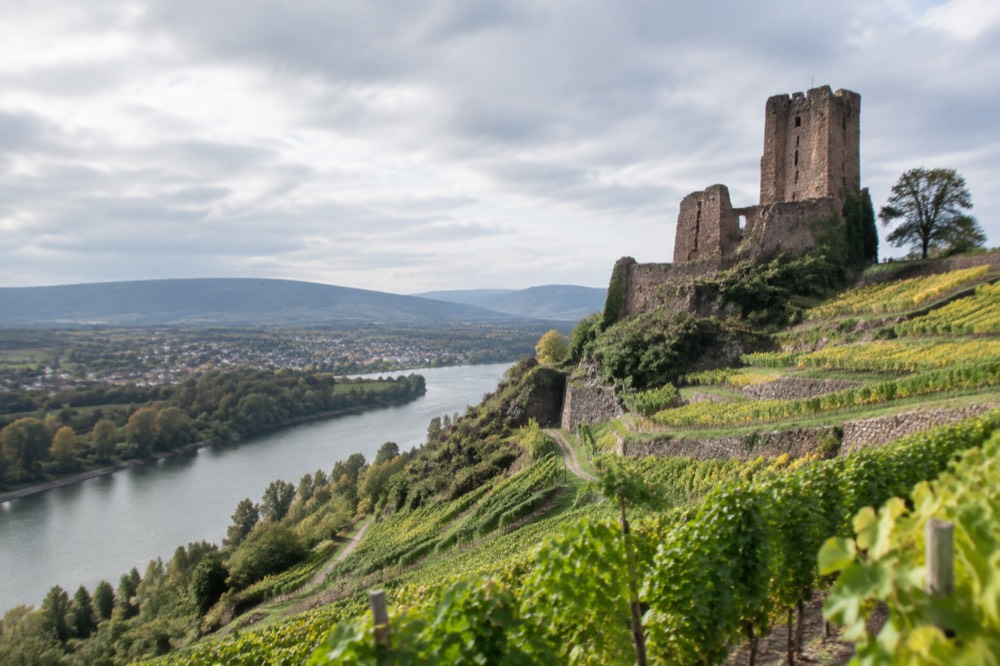 A ruined stone keep rising above terraced vineyards in the Alsace foothills