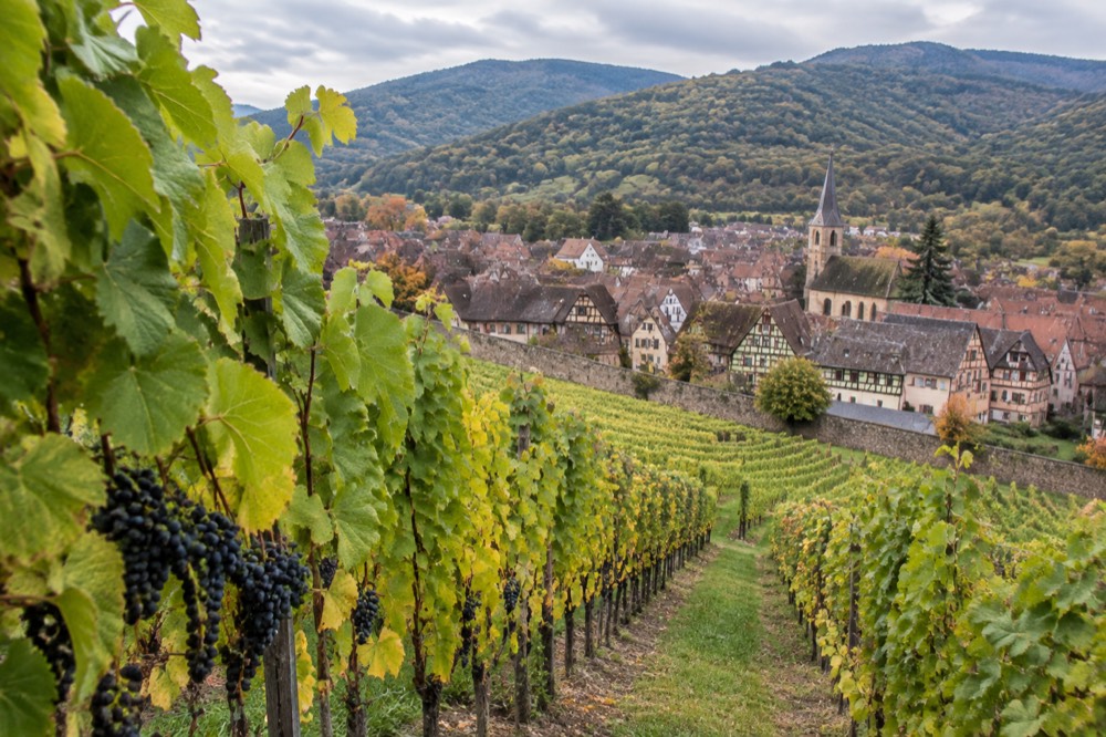 A vineyard slope with a walled half-timbered village behind it in Alsace, France