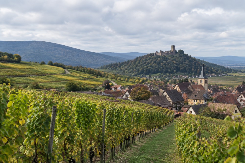 A stone castle on a wooded ridge above the Alsatian plain in France