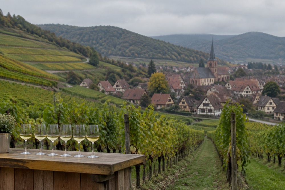 Glasses of white wine lined up on a wooden tasting counter
