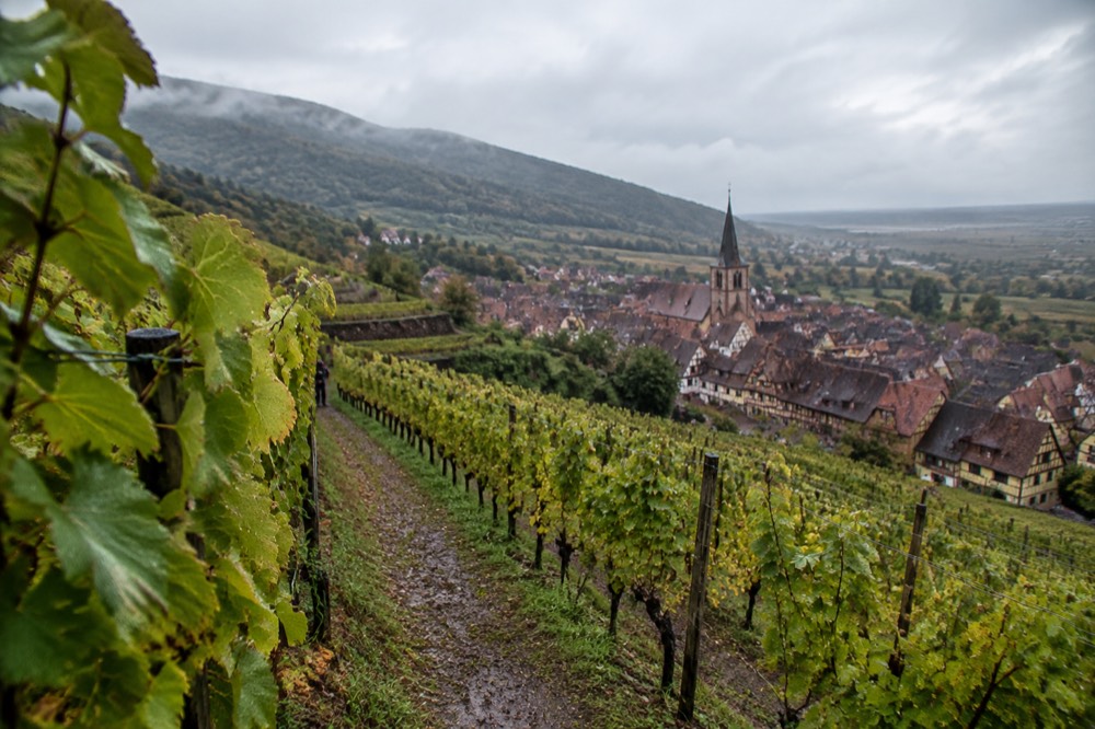 A hillside vineyard path above rooftops with the plain beyond