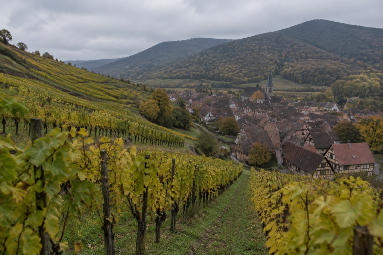 Vineyard rows on hillsides above an Alsatian village with a church spire