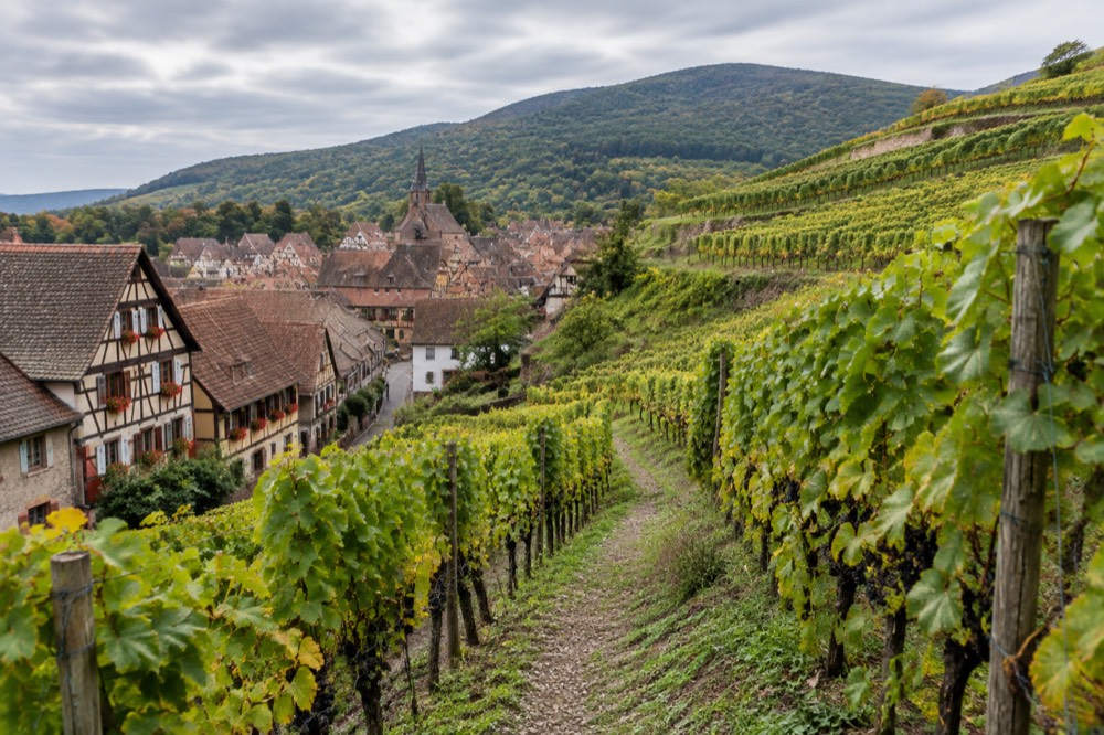 Half-timbered houses with flower boxes along a narrow village street in Alsace
