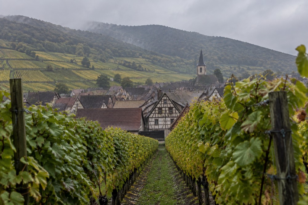Vineyard slopes rising behind the rooftops of a small Alsatian wine village
