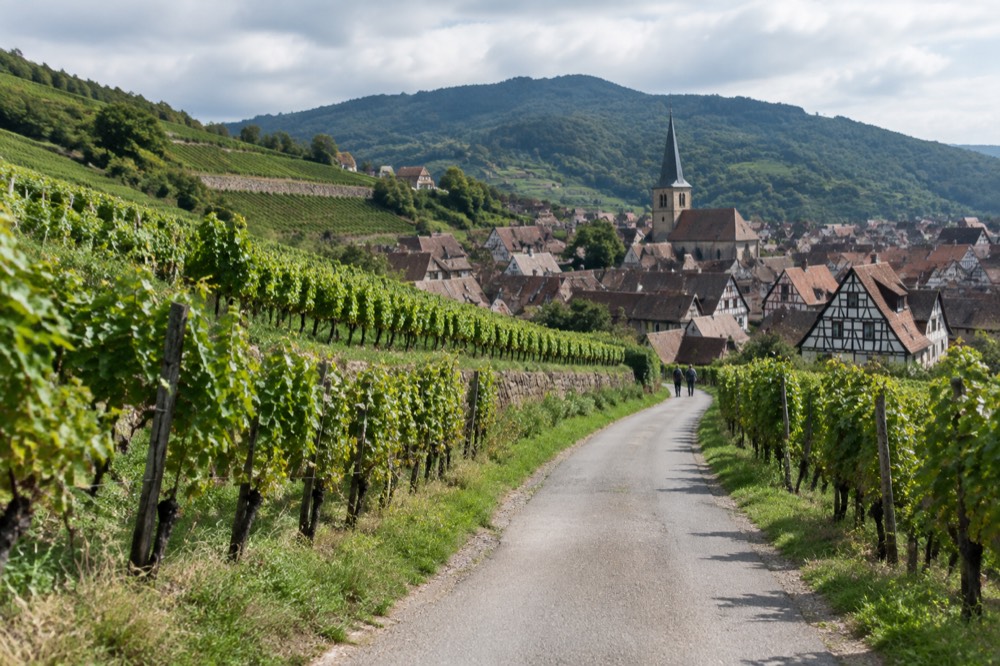 A narrow country road running between vineyards toward a hillside village