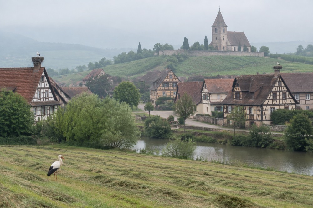 A white stork standing in a freshly mown field beside a village of half-timbered houses