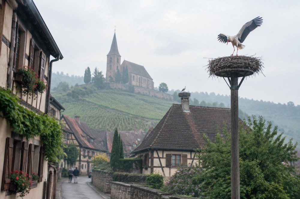 A stork landing on a nest platform on a pole beside an Alsatian village street