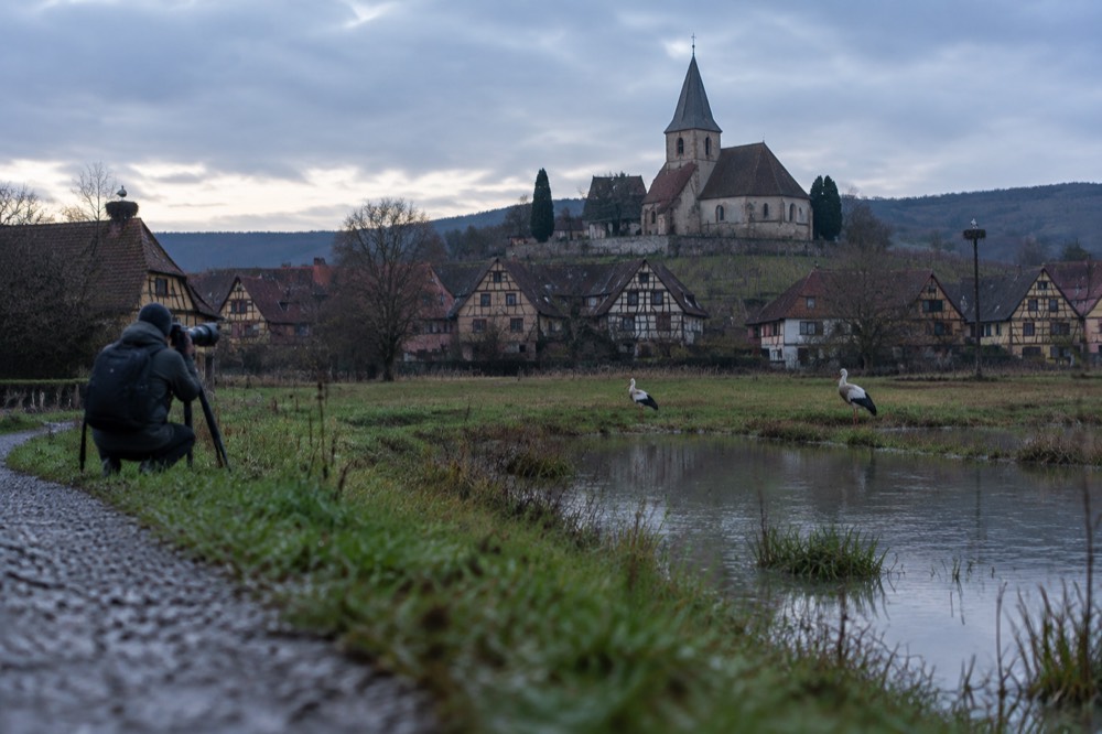 A photographer watching white storks from a path beside a wet meadow at a distance