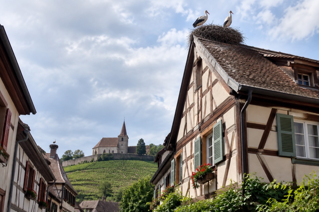 White storks standing on a large twig nest on the roof of a half-timbered Alsatian farmhouse