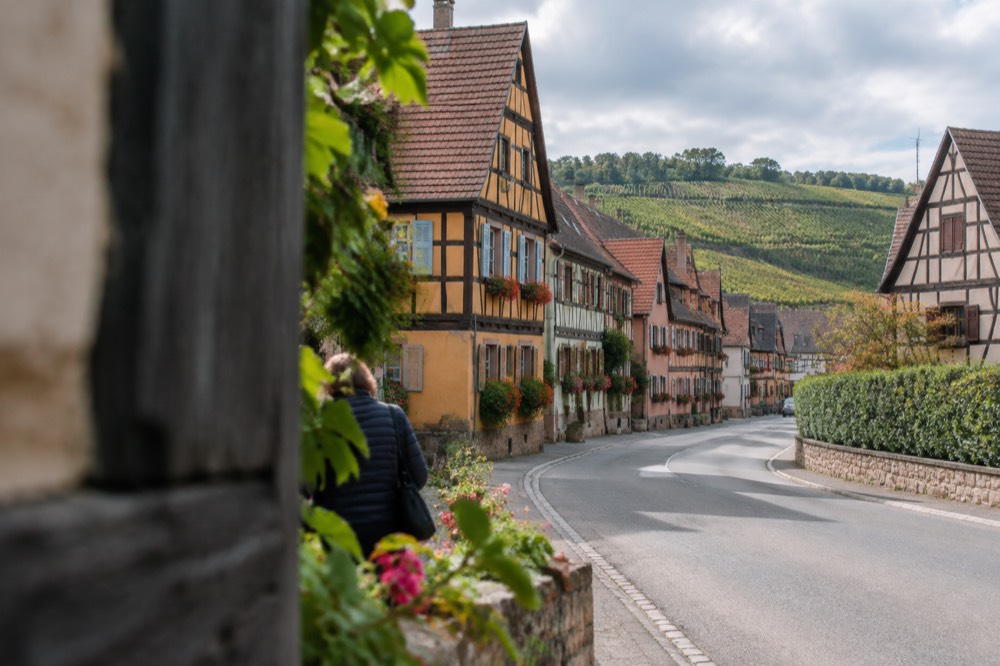 A country road curving between vineyards on the Alsace wine route