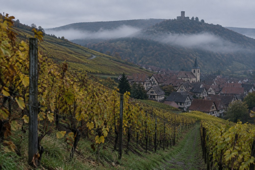 A stone castle keep on a forested Vosges ridge above morning mist