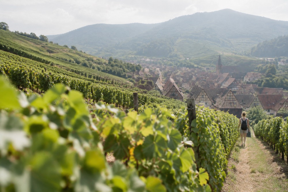 Vineyard rows on a slope with the Vosges hills behind in summer light